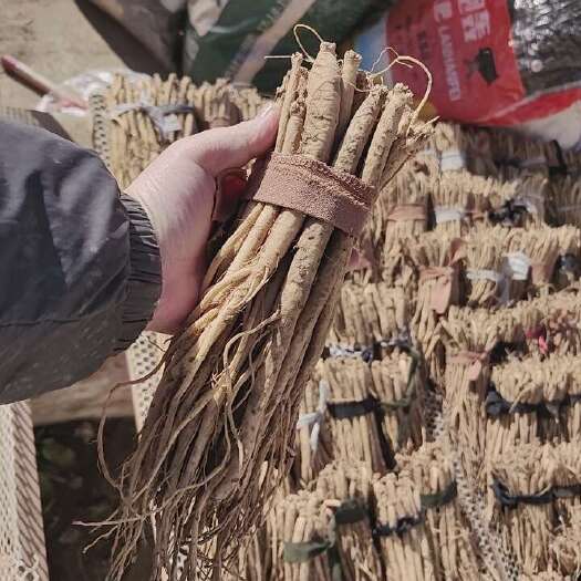 赤峰内蒙古赤峰党参  中药材滋补精品 来自松山区