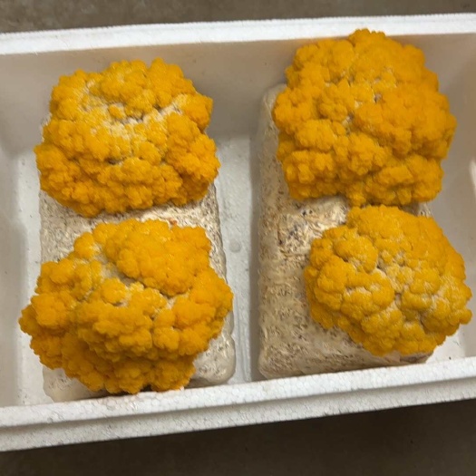 临清市新货，泡沫箱冰袋发货，全部发
