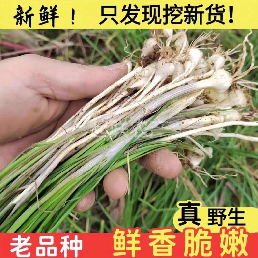 胡葱