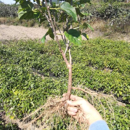 永顺县湖南湘西对鄂杨桃树裸根实生苗 专业种植技术指导 快递整车配送