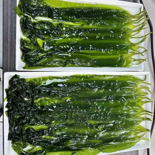 霞浦海带苗嫩非非干货新鲜海带芽盐渍嫩苗凉拌菜海带根