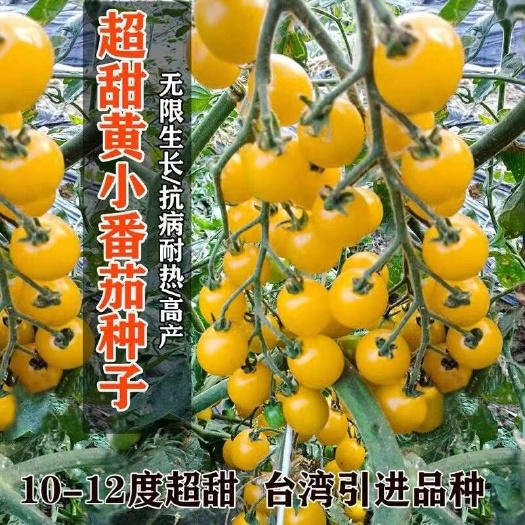 宿迁金币黄色小番茄种子 北斗皇妃黄色小番茄种子西红柿种子