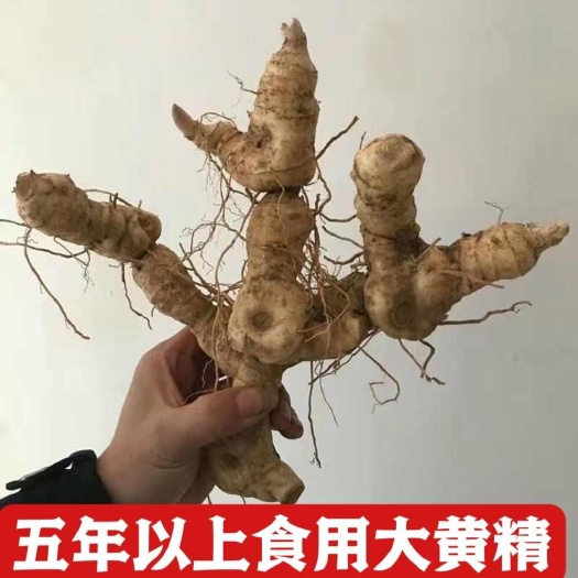 新鲜黄精河南鸡头老黄精4年以上可九蒸九晒煲汤药材大块茎