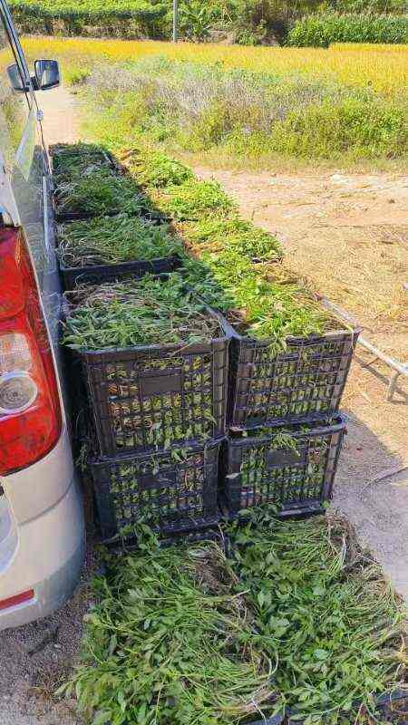 芹菜苗  水芹苗山芹菜种苗水芹种苗易活易种植蔬菜【提供大面积