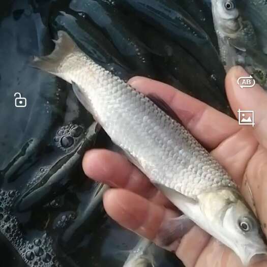上高县青鱼苗1至2两大量出售