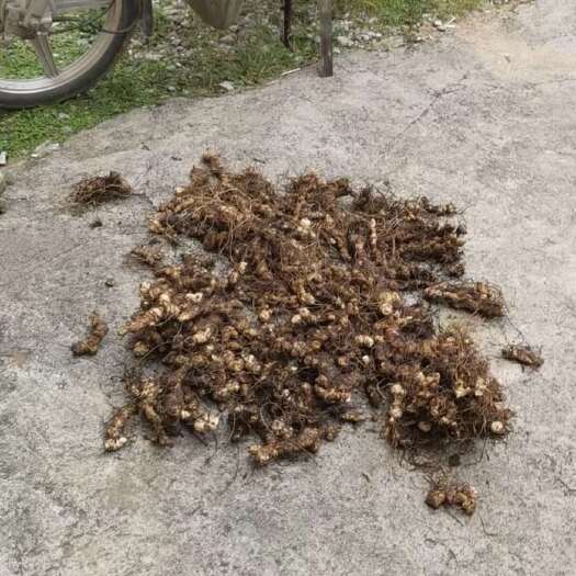 商洛黄精鲜货，大量出售，要的多价格优惠多
