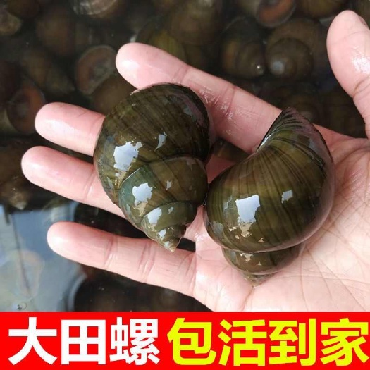 汉川市湖北清水田螺活体发货