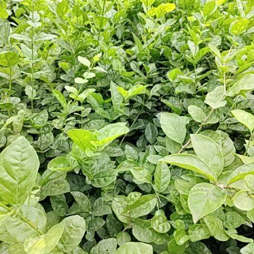 横州市茉莉花苗/三年苗