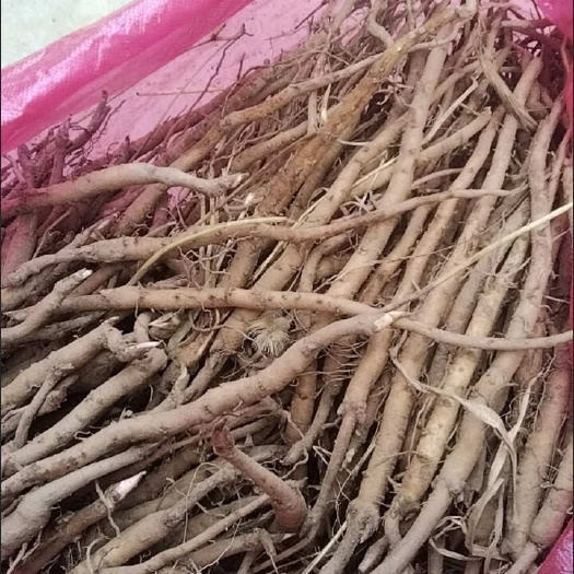 1000棵牡丹苗药用牡丹苗丹皮现挖新鲜一年生二年生多年生树根