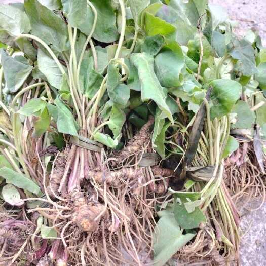 织金县贵州毕节产天然缬草根茎 中药材批发直供