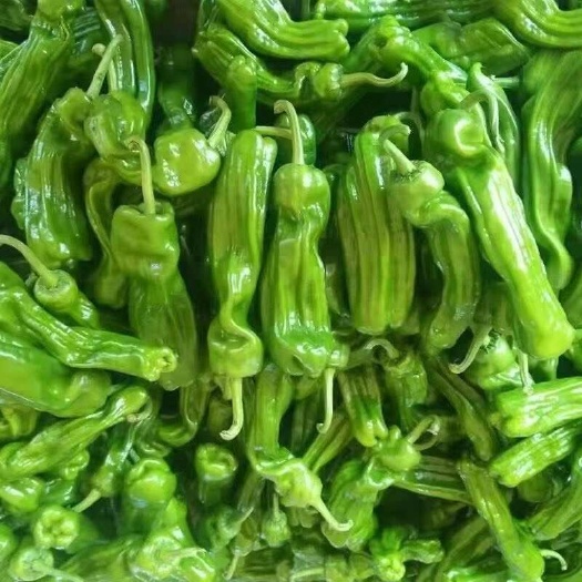 费县青椒，螺丝椒，尖椒，线椒