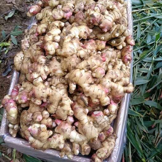 凌云县广西大姜，精品生姜