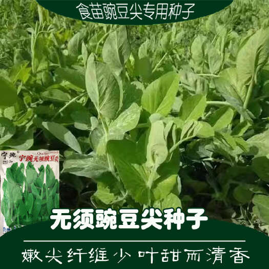 宿迁无须豌豆苗种子无须豌豆尖种子 富星一号无须豌豆尖豌豆苗种子