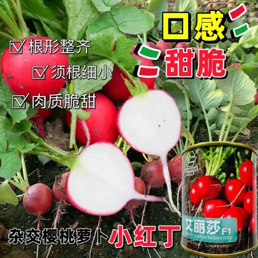 沭阳县艾丽莎樱桃萝卜种子