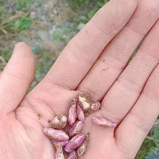 西和县款冬花
