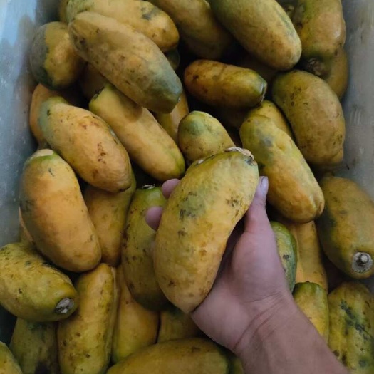 九月黄金蕉水果​大量批发