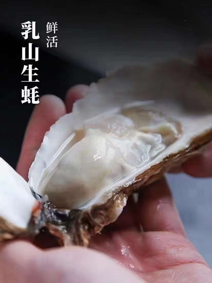 产地直销乳山生蚝 中薄壳 三倍体肥度好可接专车支持一件起批