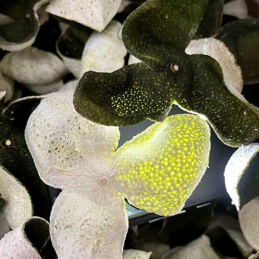 阳山县广东新会陈皮茶枝柑