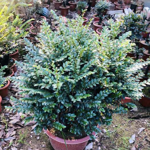 中山市数万棵大小黑骨茶精品低价转让