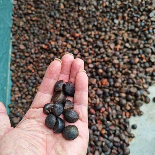 油茶籽，大别山老树油茶籽