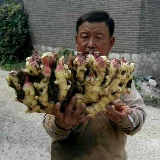 莒县鲜姜大量上市，产地代收，代存代加工，存库的老板提供全套服务