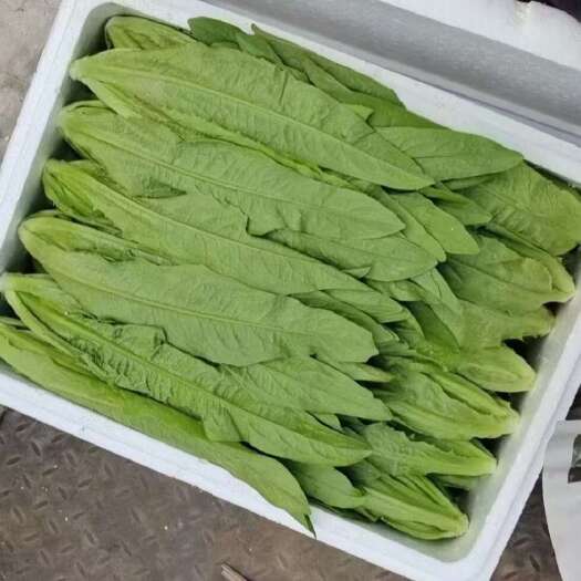 邯郸提供精品蔬菜
