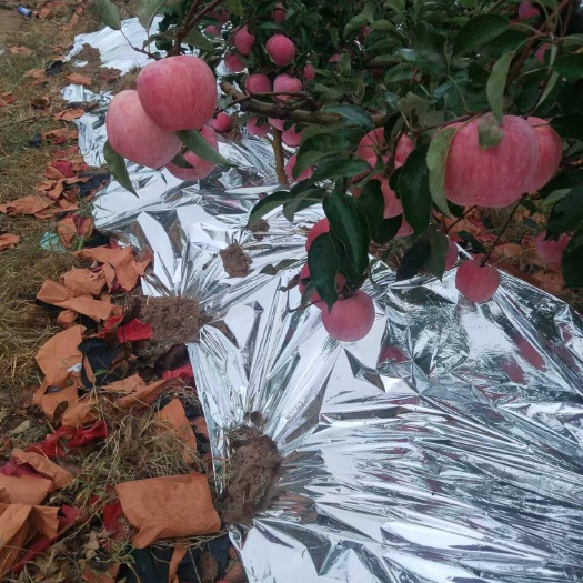 绥中县75000斤   寒富苹果 铺膜  摘叶 色好  个头偏大