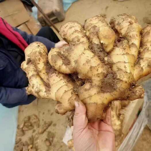 莒县二黄姜，产地一手货源，生姜，我们在产地是最专业的，品种齐全