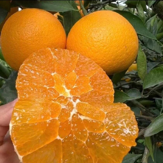 邯郸爱媛橙 汁水饱满