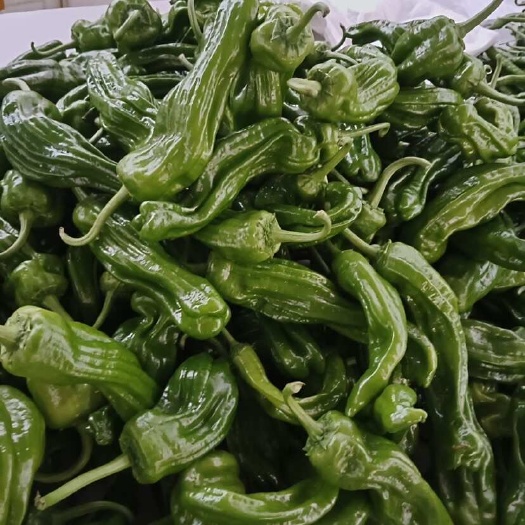 费县青椒，线椒，螺丝椒，小皱皮