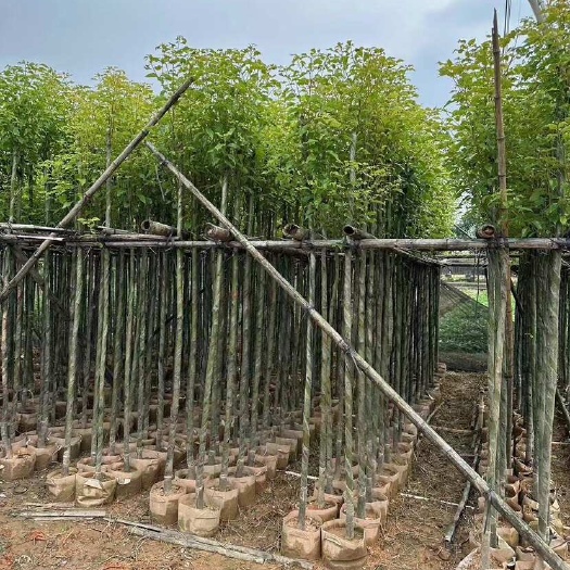 揭阳3-20分香樟低价出售