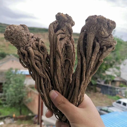 岷县岷归，自己种植，大山里的守护者，手选量大优惠欢迎联系