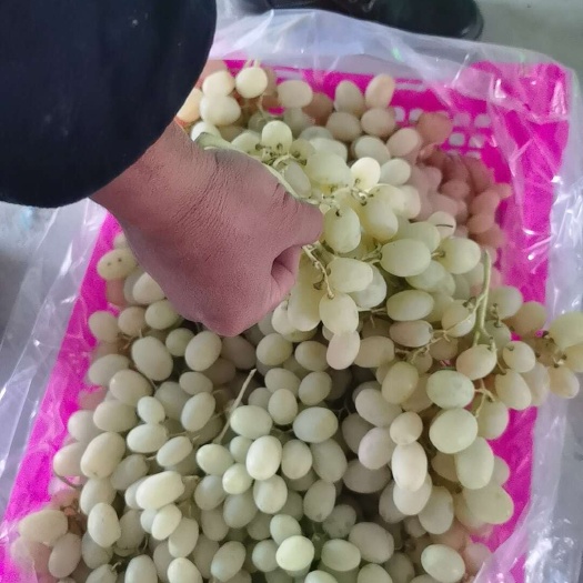 阿图什木纳格葡萄