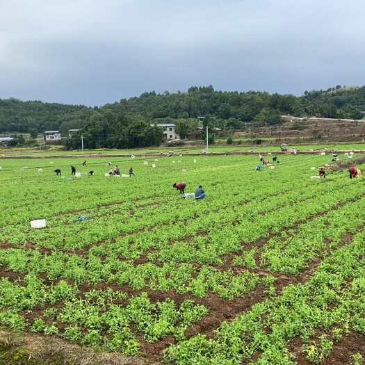 中江县新鲜直供四川豌豆尖多种配送方式任选