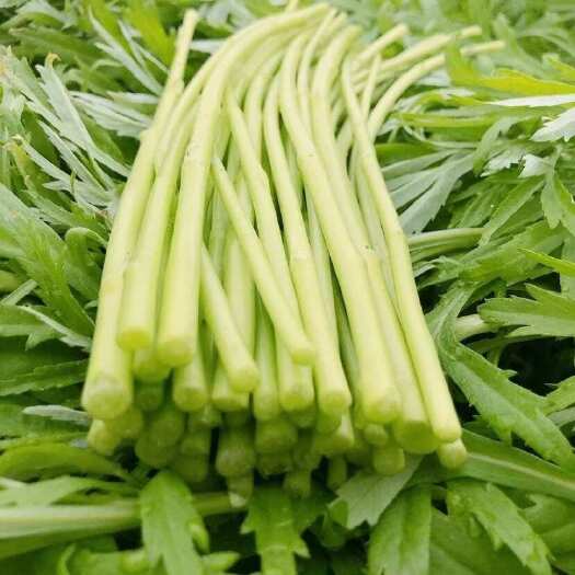 沭阳县苏北芦蒿 新鲜 头茬 精品芦蒿 价格实惠