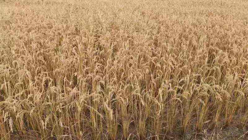 自家种的水稻，江水灌溉，米质好，。口感好，自产自销。现磨现卖