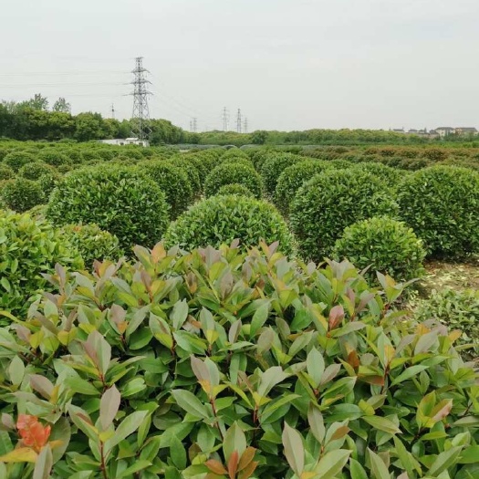 海宁市海宁红叶石楠基地，P100-150冠幅