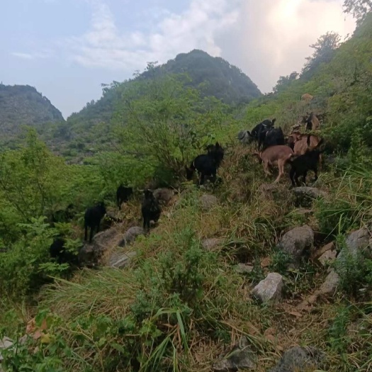 罗甸县养殖选种小耳黑山羊
