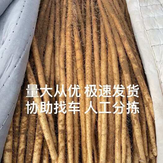 蠡县榆林沙漠铁棍山药 头路二路三路