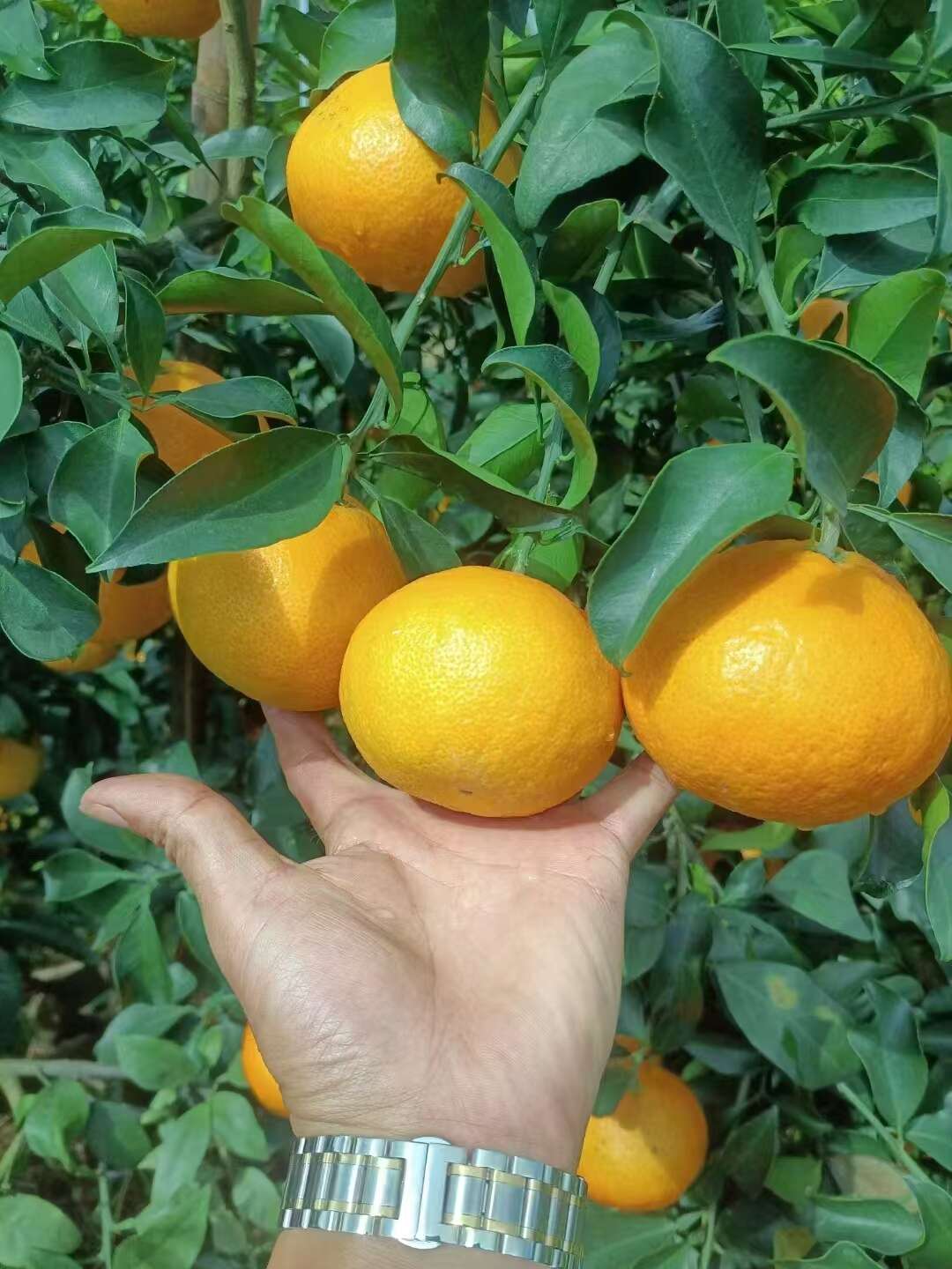 四川爱媛果冻橙大量上市，皮薄，味甜，无干水，人工选果