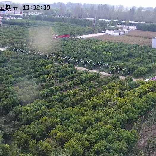 盐城转让4年的新桃园，有约近7000棵桃树，少量的梨树，无花果树