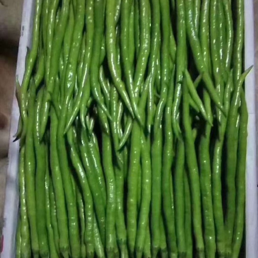 大荔县线辣椒