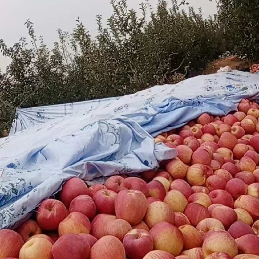 绥中县辽宁地区大量寒富条红片红上货