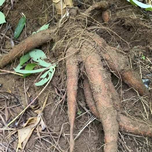 钦州大量供应应季现挖新鲜黄心木薯黄肉木薯批量走货基地直发
