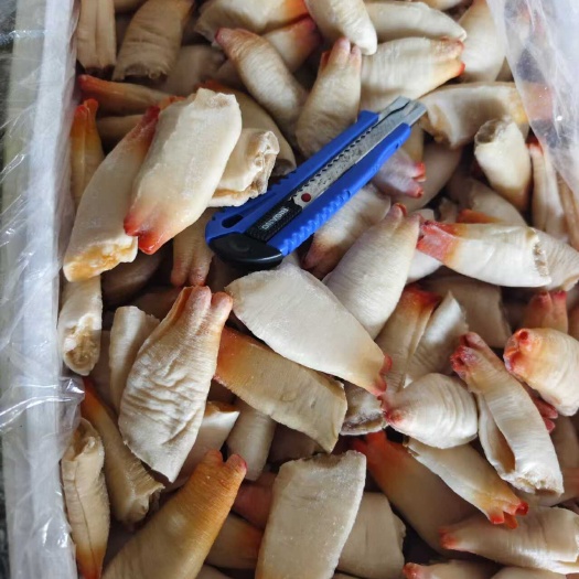 东港市丹东东港新鲜海蚌鲜活直发海边现捕现卖
