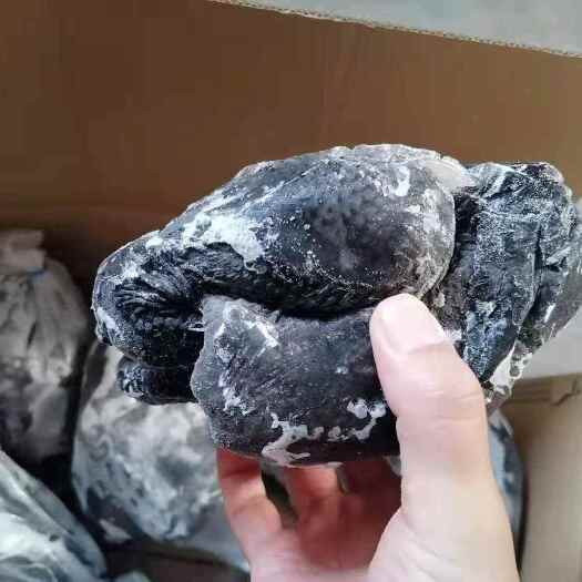 乌鸡白条（规格齐全  可真空包装）全净膛