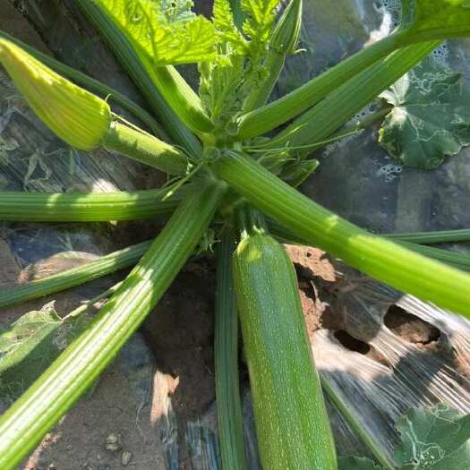 弥勒市云南高原绿皮西葫芦，基地种植，质量好