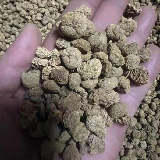 尉氏县元胡（延胡索）统个