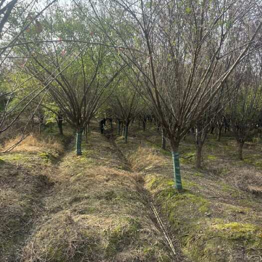 红梅10-15公分，浙江红梅供应