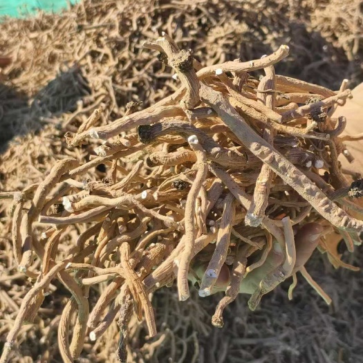 张掖北板蓝根 中药材 根茎类 甘肃张掖产地直销